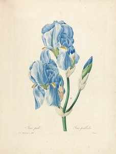 Iris Pallida, graveret af Victor, fra "Choix des Plus Belles Fleurs et des Plus Beaux Fruits", bd. II, 1827-33